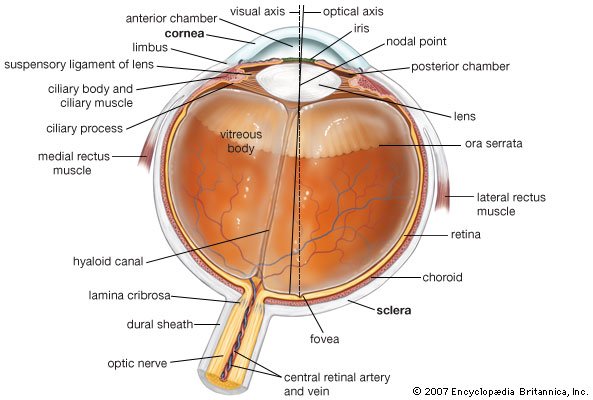 Horizontal section of the Human Eye